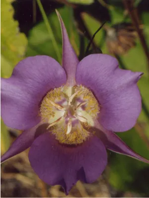 Mariposa Lily Flower Essence