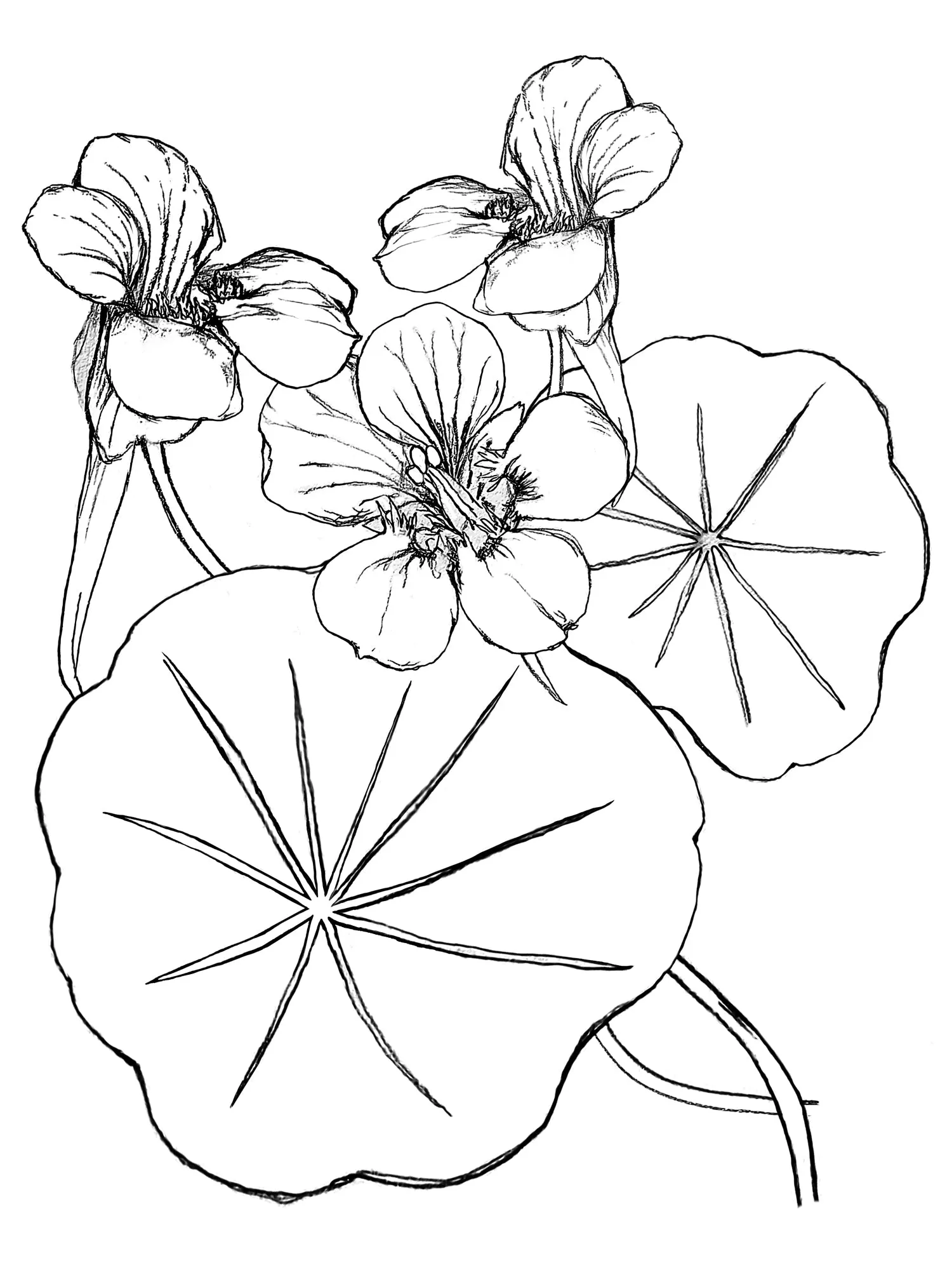 Pia Pullover - Nasturtiums